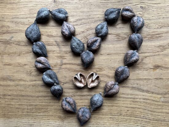 Juglans ailantifolia var cordiformis